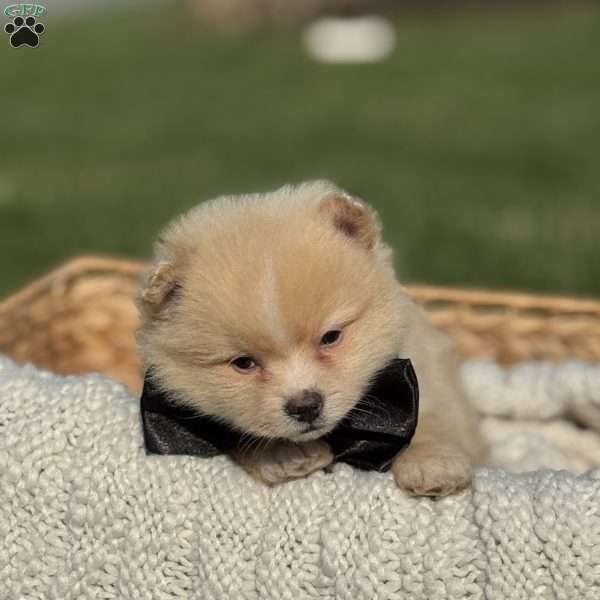 Blaze, Pomeranian Puppy
